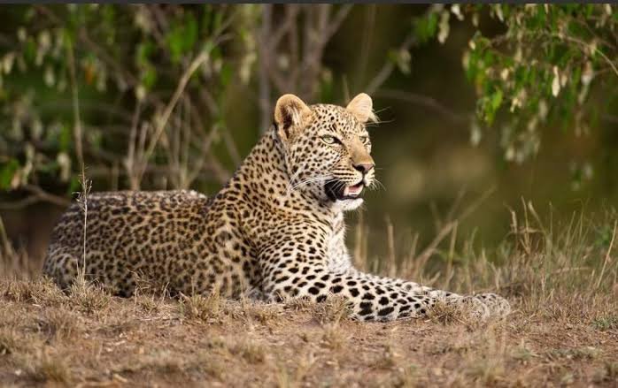 Mikumi National Park- Tanzania Classic Tours-