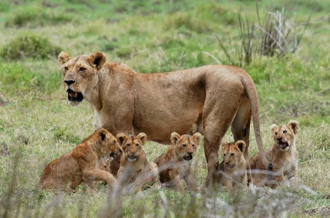 Mikumi Safari from Zanzibar- Tanzania Classic Tours