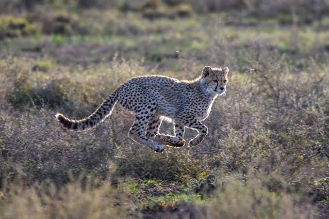Ndutu Area- Calving Season- Dec- March