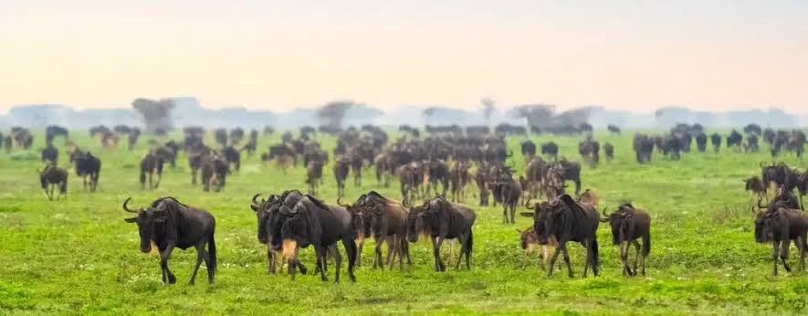 Ndutu Area- Tanzania Classic Tours