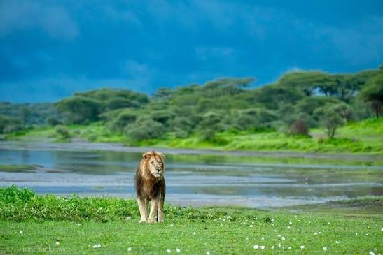 4 Days Ndutu Calving Season Fly in Safari- Dec- March