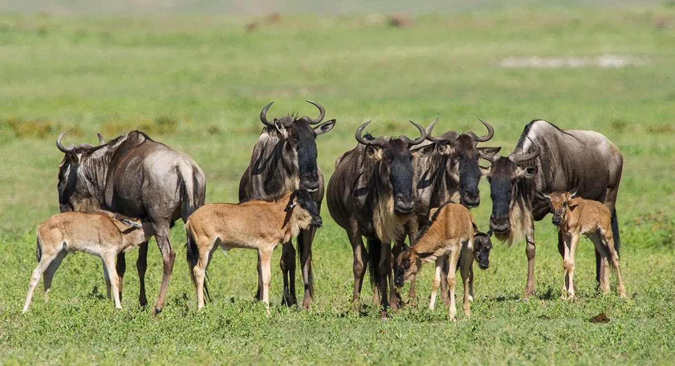 Ndutu-calving-season- What is Nfutu Calving Season Safari- Tanzania Classic Tours