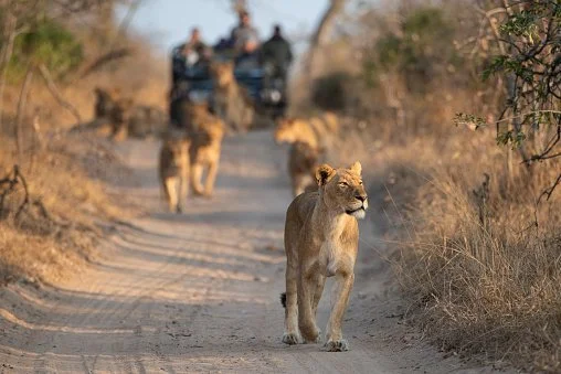 Nyerere National Park