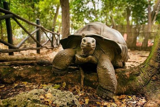 Prison Island Tour- Tanzania Classic Tours