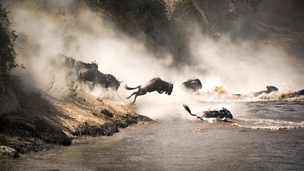 When_To_See_Wildebeest_Migration_Mara_River_Crossings_in_Maasai_Mara