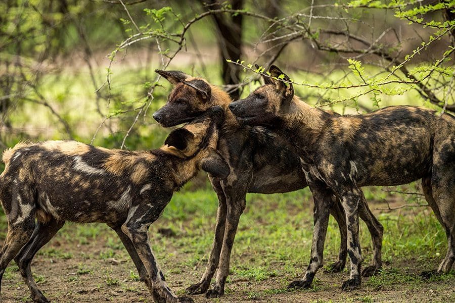 Wild Dogs in Selous
