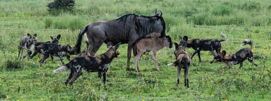 Wildebeest Migration- Tanzania Classic Tours