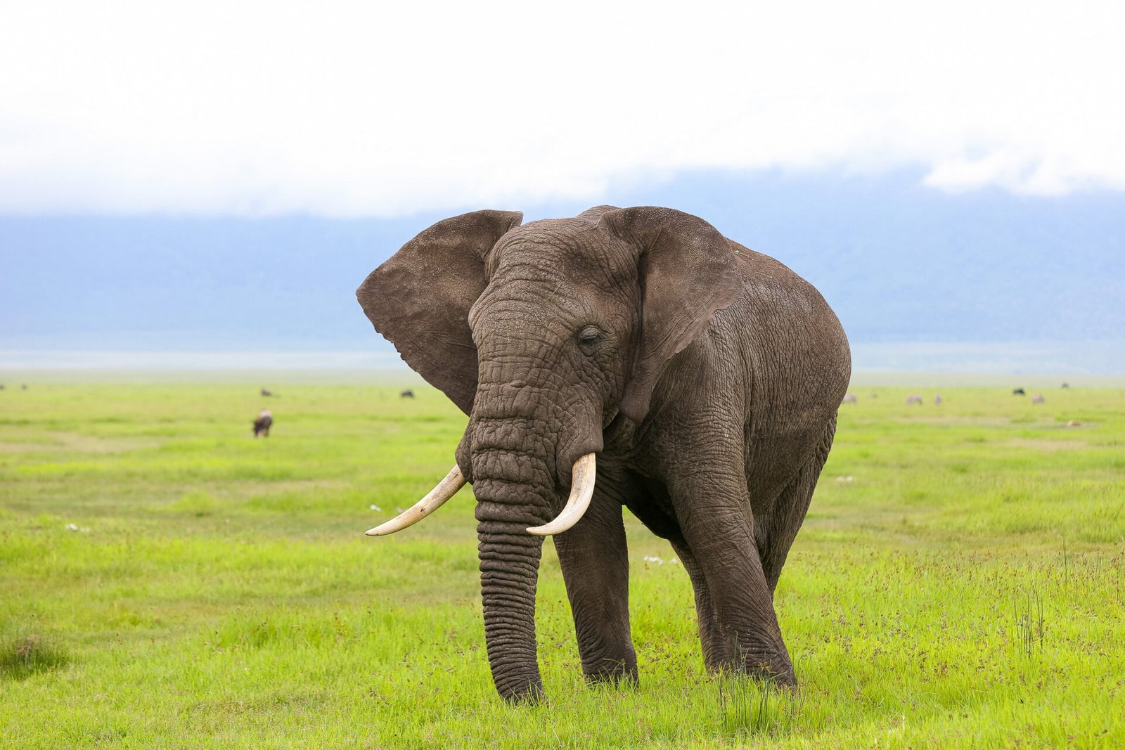elephant-tz-classic