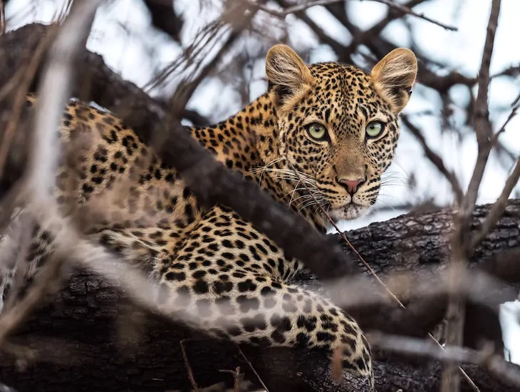 leopard- Serengeti National Park