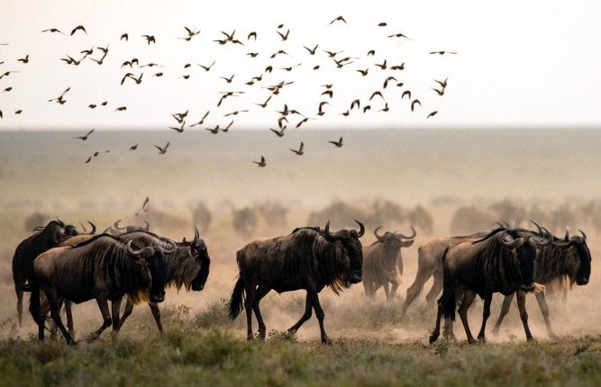 ndutu-wildebeest-serengeti