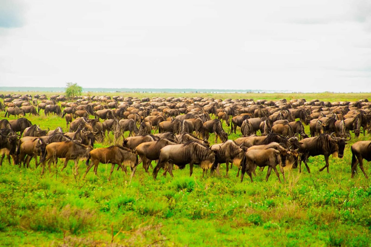 serengeti- National Park- Wildebeest Migration- Tanzania Classic