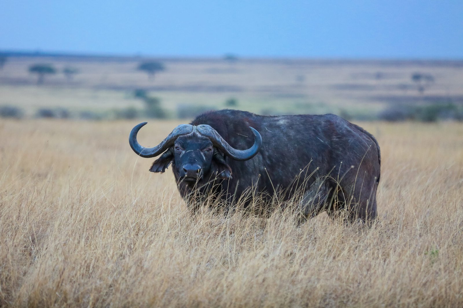 tz-classictours-buffalo