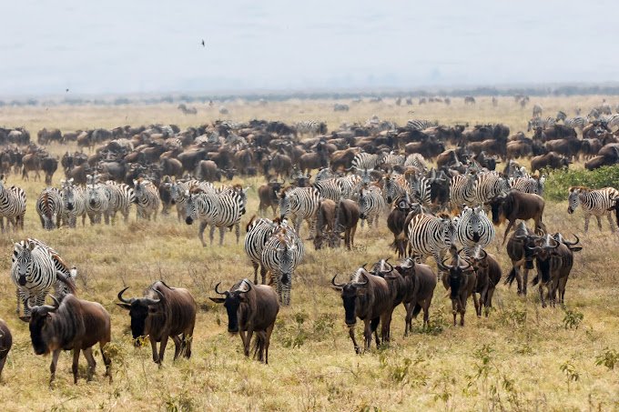 Wildebeest Migration- Tanzania Classic Tours