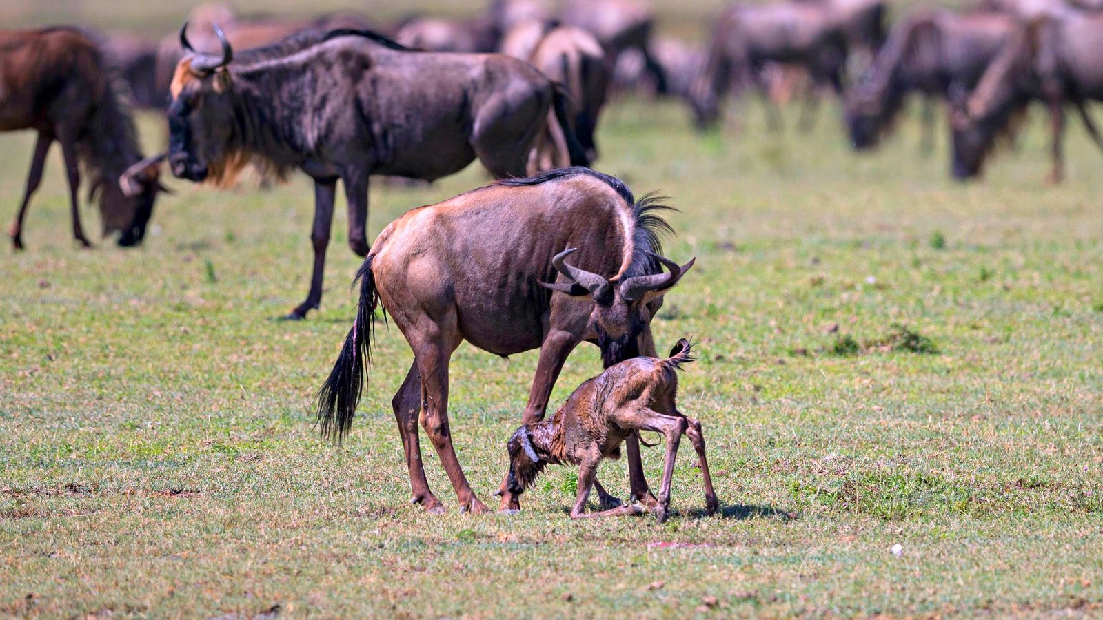 wildebeest-calving- Tanzania Classic Tours