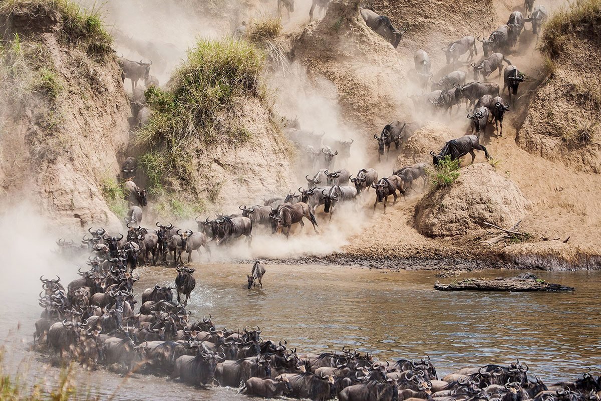 wildebeest-migration-mara-river-crossing- Tanzania Classsic Tours