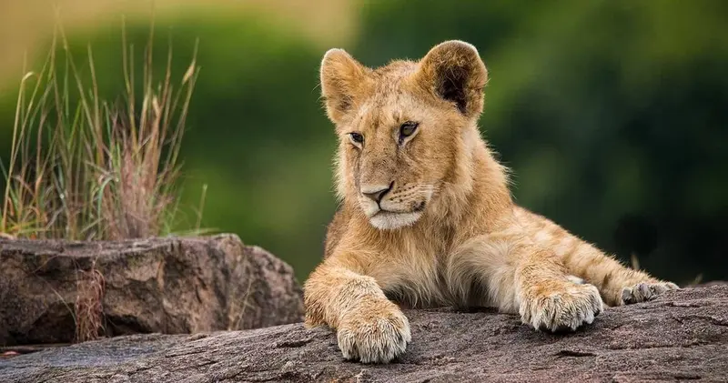 8 Days Great Migration Calving Season Safari
