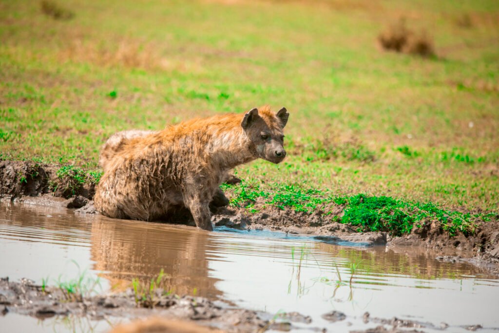 10 Days Tanzania Honeymoon Safari & Zanzibar Escape