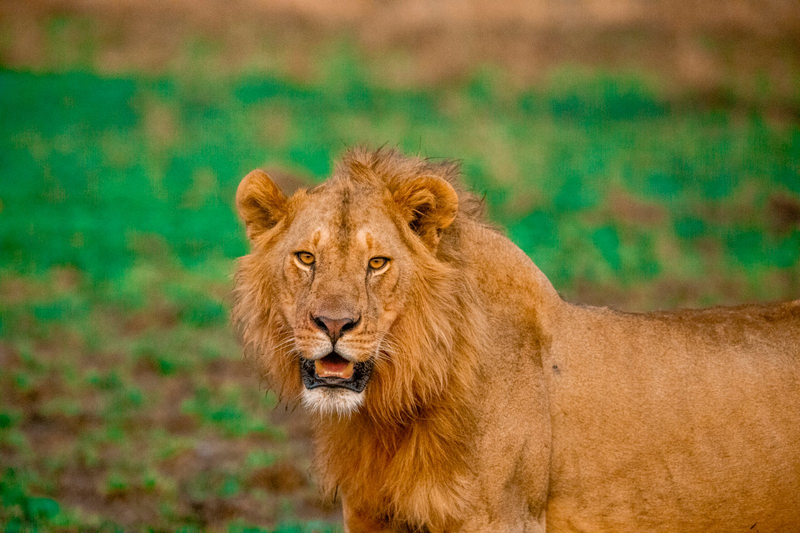 8-Day Mid-Range Tanzania Safari & Zanzibar Beach Holiday