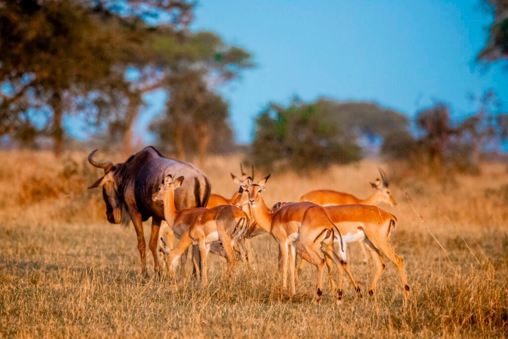 2 Day Tanzania Safari from Zanzibar