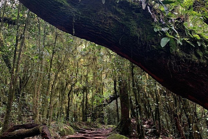 Mountain Kilimanjaro forest