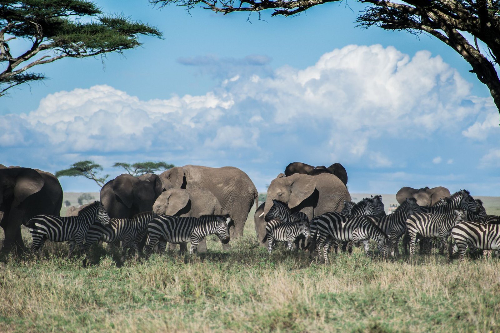 tanzania-honeymoon-safari-packages-2026-2027-complete-us-travelers-guide