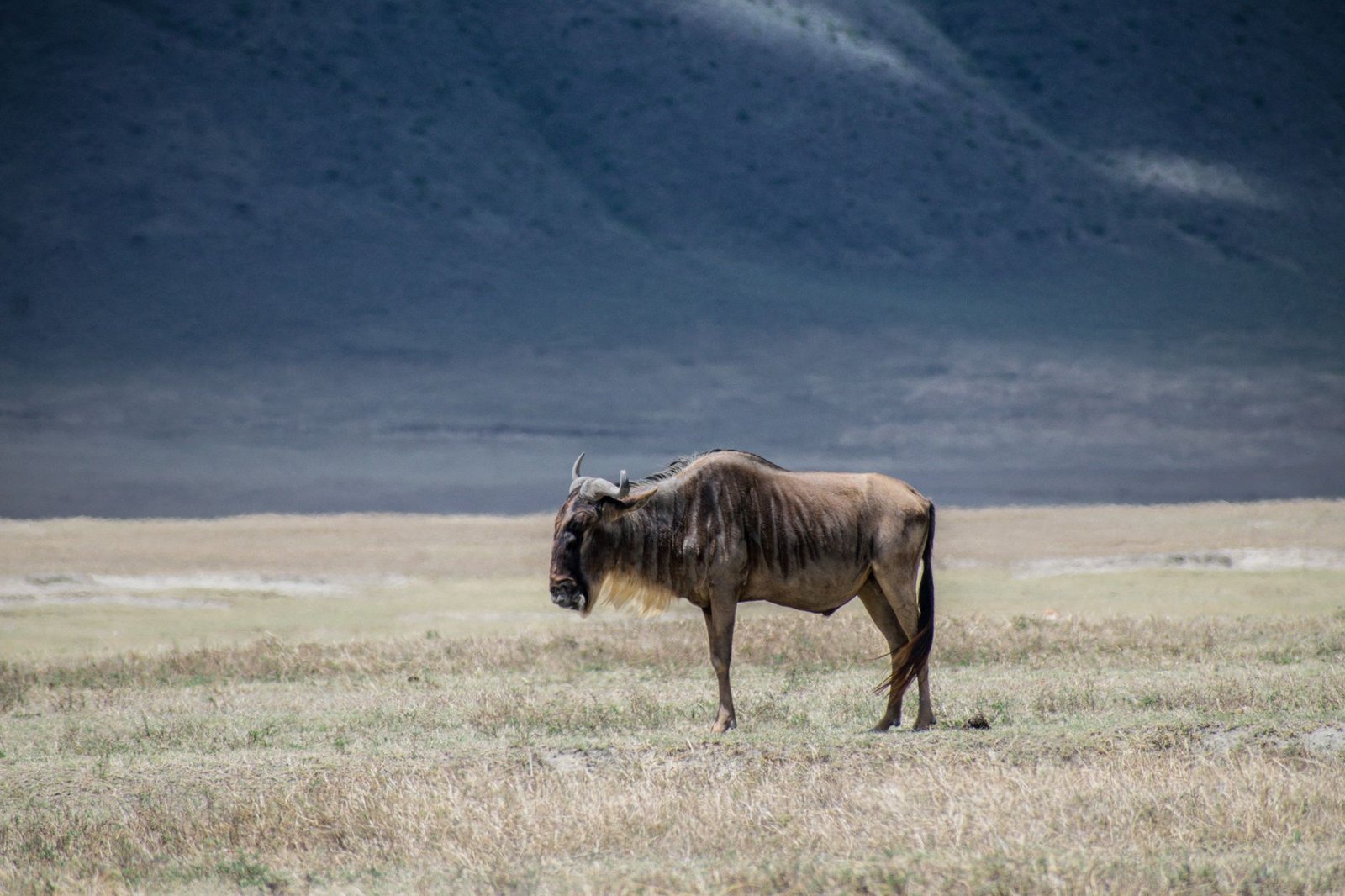 tanzania-safari-from-spain-2026-the-ultimate-guide-5