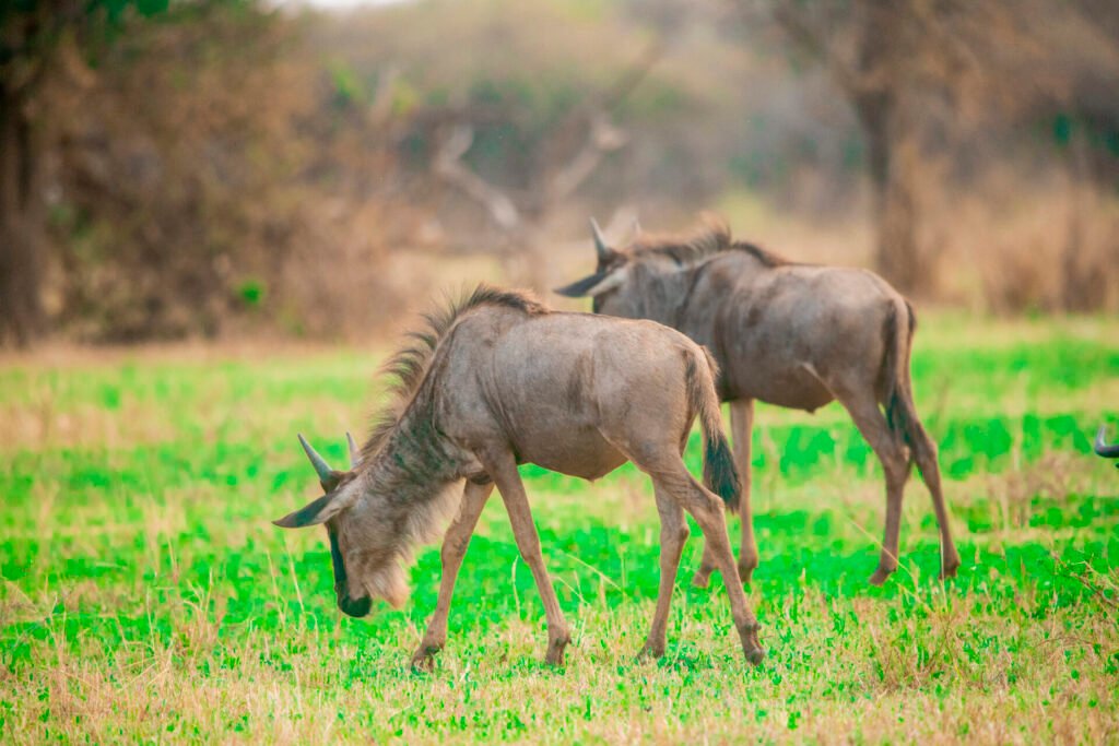 6-Day Luxury Ndutu Migration Safari- All Inclusive
